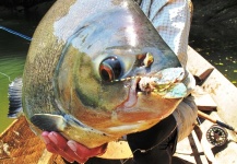 Fly-fishing Photo of Pacu shared by Jean Baptiste Vidal – Fly dreamers 