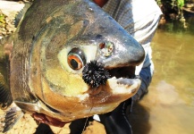 Fly-fishing Picture of Pacu shared by Jean Baptiste Vidal – Fly dreamers