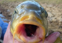 John Roberts 's Fly-fishing Photo of a Carp – Fly dreamers 