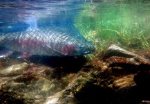 John Roberts 's Fly-fishing Photo of a Rainbow trout – Fly dreamers 