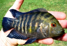 Fly-fishing Image of Chameleon Cichlid shared by Nicolás Schwint – Fly dreamers