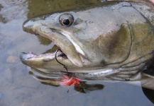  Foto de Pesca con Mosca de Bull trout compartida por Cory Koenig – Fly dreamers