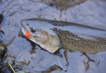 Fly-fishing Photo of Bull trout shared by Cory Koenig – Fly dreamers 