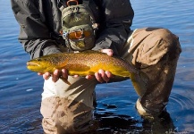 Fly-fishing Image of Salmo fario shared by Johan Nygren – Fly dreamers