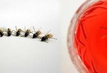 Avispa: Mosca Seca para la Pesca de Chub - Fly dreamers