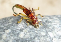 Stonefly Realista atada por Remigijus Cephalus - Fly dreamers