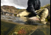  Fotografía de Pesca con Mosca de Trucha marrón compartida por Karim Jodor – Fly dreamers