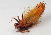  Mira esta Interesante fotografía de atado de moscas de Sergio Córdoba
