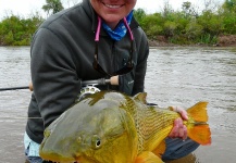 Fly-fishing Pic of Golden Dorado shared by Whitney McDowell – Fly dreamers 