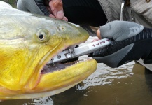 Whitney McDowell 's Fly-fishing Picture of a Golden Dorado – Fly dreamers 