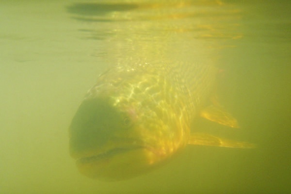 Devolucion de Dorado en Piracua Lodge. Puerto Piracua - Florencia - Santa Fe