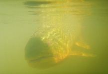 Fly-fishing Situation of Golden Dorado shared by Marcelo Rouvier 