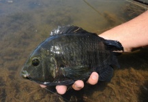 Fly-fishing Pic of Chameleon Cichlid shared by Luis San Miguel – Fly dreamers 