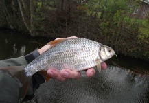  Imagen de Pesca con Mosca de Roach compartida por Siebe Veenstra – Fly dreamers