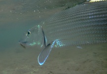  Fotografía de Pesca con Mosca de Bonefish compartida por Mike Hennessy – Fly dreamers