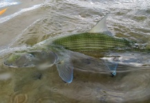 Fly-fishing Pic of Bonefish shared by Mike Hennessy – Fly dreamers 