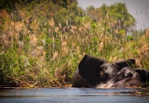 Elefantes en Okavango Panhandle - Fly dreamers