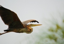 Foto de Garza en el Río Okavango - Fly dreamers