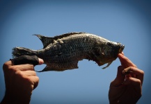  Fotografía de Pesca con Mosca de Nembwe por Luke Saffarek – Fly dreamers