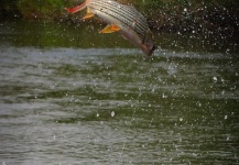  Fotografía de Pesca con Mosca de Tigerfish por Luke Saffarek – Fly dreamers 