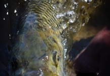  Fotografía de Pesca con Mosca de Tigerfish por Luke Saffarek – Fly dreamers 