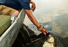  Fotografía de Pesca con Mosca de Tigerfish por Luke Saffarek – Fly dreamers 