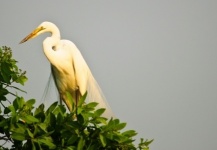 Garceta blanca en Delta del Okavango - Fly dreamers