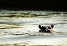 Hipopótamo Salvaje en Okavango por Luke Saffarek - Fly dreamers