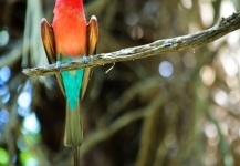 Merops Nubicoides en el Delta de Okavango - Fly dreamers