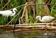 Pareja de Garza en Okavango por Luke Saffarek - Fly dreamers