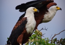 Pigargo Vocinglero en el Delta de Okavango - Fly dreamers