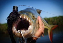 Fly-fishing Image of Tigerfish shared by Luke Saffarek – Fly dreamers