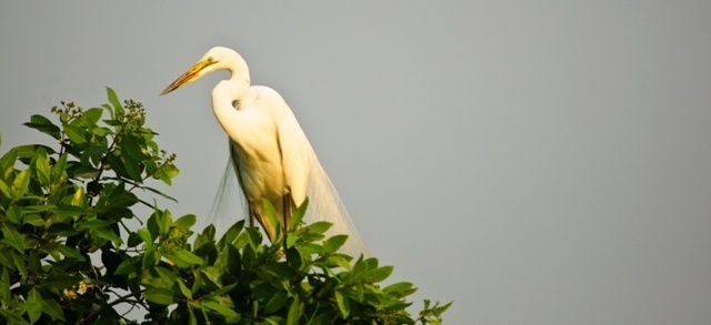 Great White Egret - Okavango Delta, Botswana.