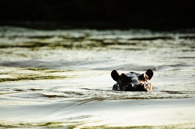 Hippo - Okavango Delta, Botswana.