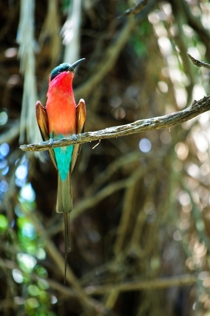 Southern Carmine Bee-Eater - Okavango Delta, Botswana