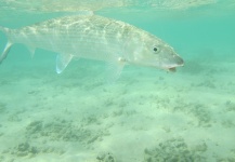  Fotografía de Pesca con Mosca de Bonefish por Mike Hennessy – Fly dreamers 