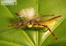 Kingfisher Parachute Yellow size 12 - Fly dreamers