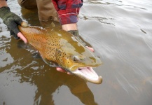 Fly-fishing Image of Brown trout shared by Jim Misiura – Fly dreamers