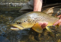 Jim Misiura 's Fly-fishing Catch of a Brown trout – Fly dreamers 