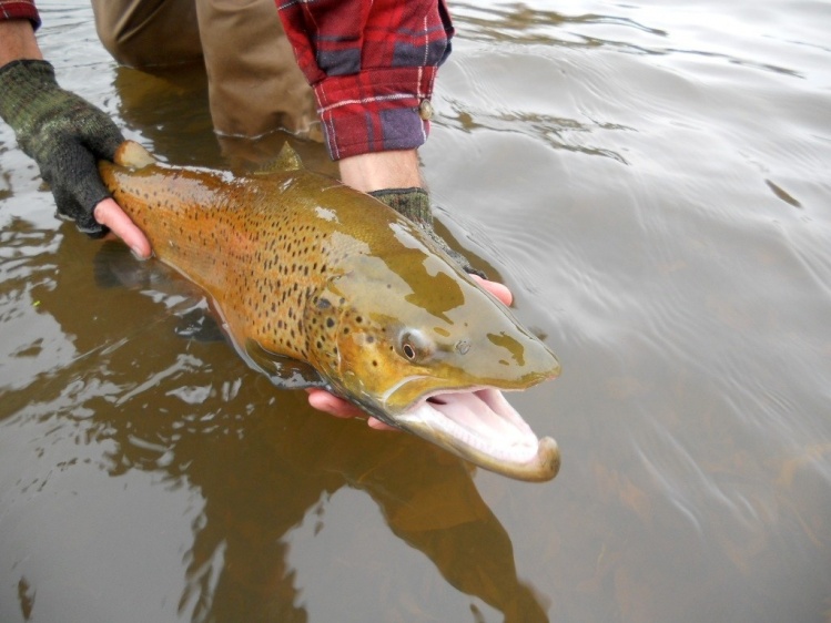 Lake run brown trout.