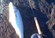 schoolie striper