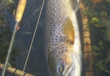 Zaka Flyfisher 's Fly-fishing Image of a Spotted Seatrout – Fly dreamers 