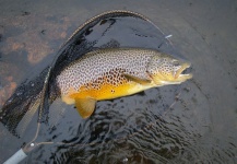  Foto de Pesca con Mosca de Trucha marrón compartida por Trond Kjærstad – Fly dreamers