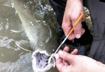 Bulltrout in the Rockies