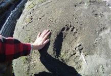 Bear Footprint in a Search for Stelhead - Fly dreamers