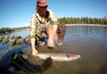 Fly-fishing Picture of Steelhead shared by Andrew Hardingham – Fly dreamers