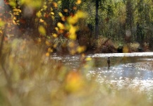 Steelhead Fly-fishing Situation – Andrew Hardingham shared this Pic in Fly dreamers 