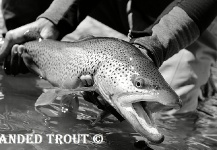 2 Handed Trout