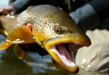 Bow River Browns