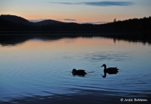 A Pair of Ducks in Skarvvatne by Arild Brådalen - Fly dreamers